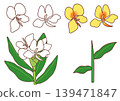 A collection of simple illustrations of Hepatica nobilis and Hepatica nobilis. 139471847