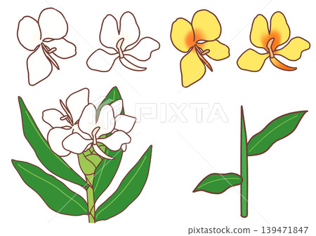 肝花和肝花的簡單插圖集。 139471847