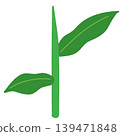 Simple illustration of the leaves and stems of the Hepatica plant. 139471848