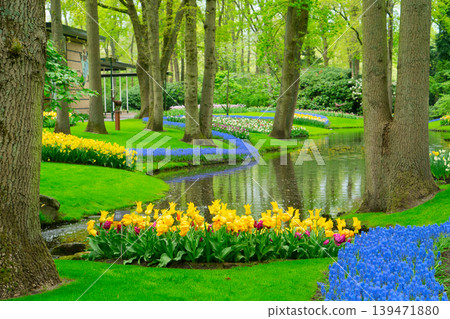 The path through a vibrant tulip garden in full bloom during the delightful spring season is breathtaking The path through a vibrant tulip garden in full bloom during the delightful spring season is breathtaking 139471880