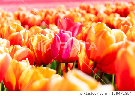 Dutch orange tulip fields in sunny day Dutch orange tulip fields in sunny day 139471894