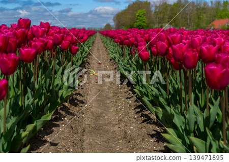 Dutch dark pink tulip fields in sunny day Dutch dark pink tulip fields in sunny day 139471895
