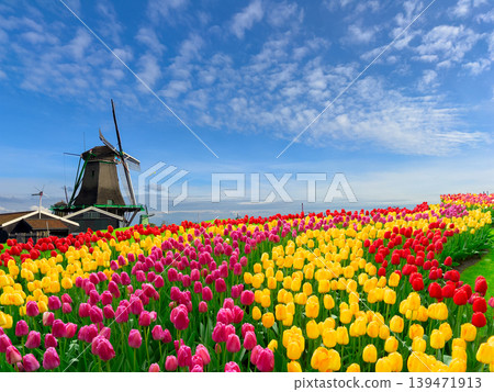 Dutch wind mills Dutch wind mills 139471913