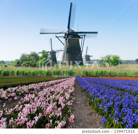 Springtime Dutch landscape. Colorful countryside with windmill. Serene spring scene in Netherlands countryside. Picture of blooming tulip fields and historic windmill 139471918
