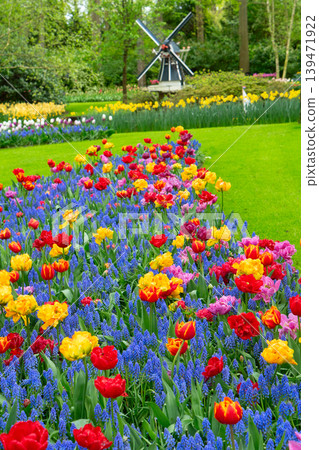 Rows of tulip flowers Rows of tulip flowers 139471922