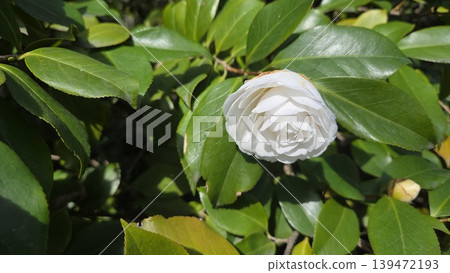 Single white camellia bloom close-up among glossy foliage in a botanical garden for floral wallpaper and background design. Royal Botanical Garden of Madrid Single white camellia bloom close-up among glossy foliage in a botanical garden for floral wallpaper and background design. Royal Botanical Garden of Madrid 139472193