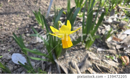 Yellow daffodil closeup single blossom in the royal botanical garden madrid for spring wallpaper and nature background use Yellow daffodil closeup single blossom in the royal botanical garden madrid for spring wallpaper and nature background use 139472205