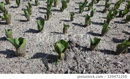 Low angle view of emerging spring plant shoots in a gravel bed with grid like spacing for garden design, planting layout and landscape background 139472209