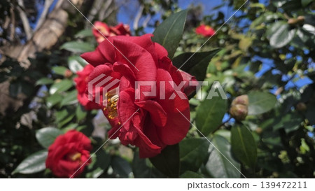 Red camellia flower close up with glossy green leaves in a botanical garden for floral background and decorative poster use. Royal Botanical Garden of Madrid Red camellia flower close up with glossy green leaves in a botanical garden for floral background and decorative poster use. Royal Botanical Garden of Madrid 139472211