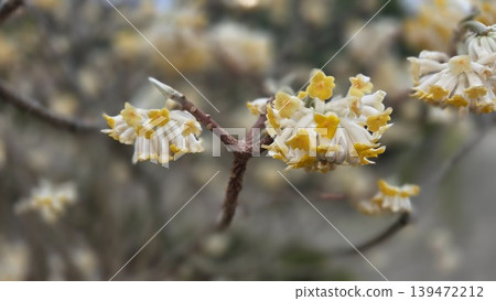 Closeup yellow and white winter bloom branch with small clustered flowers for botanical background and nature poster. Edgeworthia (paper bush), Edgeworthia chrysantha 139472212