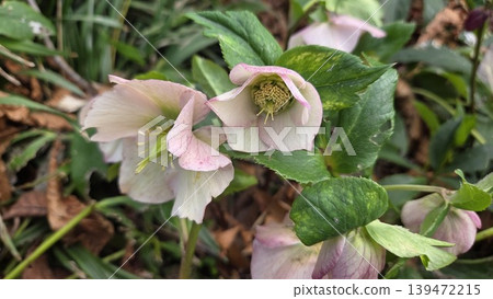 Pale pink hellebore blooms with green foliage for botanical background and elegant floral poster or garden design Pale pink hellebore blooms with green foliage for botanical background and elegant floral poster or garden design 139472215