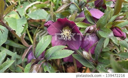 Close-up purple hellebore flower with green foliage for botanical garden background and nature poster in madrid Close-up purple hellebore flower with green foliage for botanical garden background and nature poster in madrid 139472216