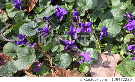 Ground cover wild violet flower with heart shaped leaves for spring garden background and nature banner Ground cover wild violet flower with heart shaped leaves for spring garden background and nature banner 139472220