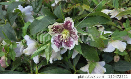 White and purple hellebore flower close up for botanical garden wallpaper and floral background White and purple hellebore flower close up for botanical garden wallpaper and floral background 139472221