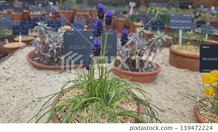 Closeup of small blue muscari in a labeled pot at botanical nursery for plant catalog background and spring garden poster design 139472224