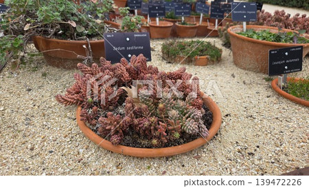 Clustered sedum succulent arrangement in terracotta pot on gravel for botanical garden background and plant display reference 139472226