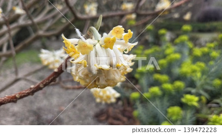 Edgeworthia (paper bush), Edgeworthia chrysantha. Macro closeup of single yellow and white floral cluster on twig for botanical study and garden background with shallow depth of field Edgeworthia (paper bush), Edgeworthia chrysantha. Macro closeup of single yellow and white floral cluster on twig for botanical study and garden background with shallow depth of field 139472228