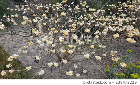 Leafless shrub with clusters of white cream blossoms in botanical garden madrid for natural background and plant study banner. Edgeworthia (paper bush), Edgeworthia chrysantha Leafless shrub with clusters of white cream blossoms in botanical garden madrid for natural background and plant study banner. Edgeworthia (paper bush), Edgeworthia chrysantha 139472229