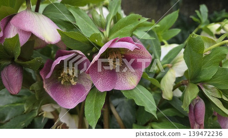 Pink hellebore blooms with yellow stamens and glossy green leaves for botanical closeup background and garden poster in madrid 139472236