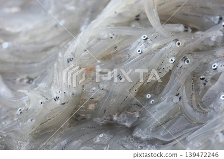 Fresh whitebait harvested at Iwaya Port on Awaji Island Fresh whitebait harvested at Iwaya Port on Awaji Island 139472246