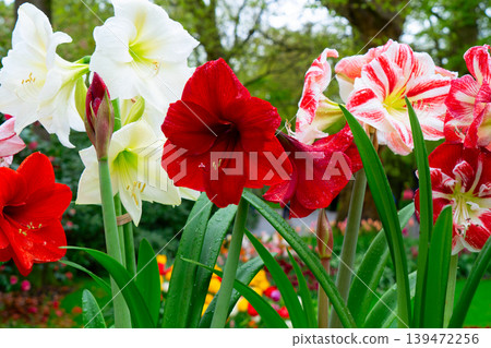 Vibrant and Striking Amaryllis Blooms Flourishing in a Beautifully Colorful and Inviting Garden Setting 139472256
