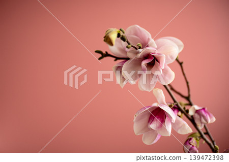 Spring magnolia flowers close up on pink background with buds Spring magnolia flowers close up on pink background with buds 139472398