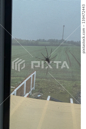 Large spider silhouette on a window mosquito screen with rural landscape in the background. Moody nature scene with atmospheric outdoor perspective Large spider silhouette on a window mosquito screen with rural landscape in the background. Moody nature scene with atmospheric outdoor perspective 139472443