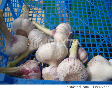 Several bulbs of fresh garlic, featuring distinctive purple stripes, are scattered inside a bright blue plastic crate. Their long stems and papery skins highlight a pungent, farm-fresh harvest 139472446
