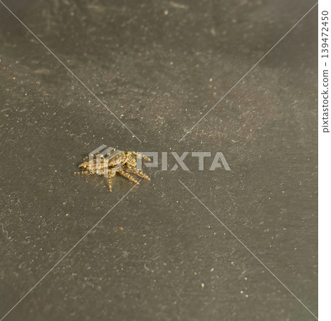 Tiny Camouflaged Jumping Spider. Photo. Tiny Camouflaged Jumping Spider. Photo. 139472450