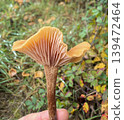 Close view of a wild mushroom with open gills in natural forest light. Autumn vegetation creates a soft organic background 139472464