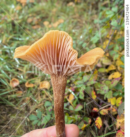 Close view of a wild mushroom with open gills in natural forest light. Autumn vegetation creates a soft organic background 139472464