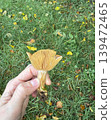 Wild mushroom held in hand on green grass in natural autumn light. Close view of fresh foraged forest harvest 139472465