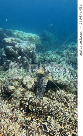 A green sea turtle amidst the dense coral colonies of the reef. Wildlife sighting in Dauin, Philippines 139472489
