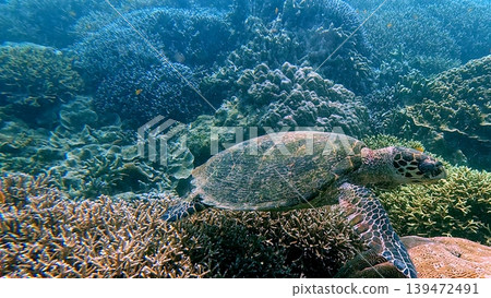 A critically endangered hawksbill sea turtle (Eretmochelys imbricata) foraging for algae among the dense acropora coral colonies in Dauin, Philippines A critically endangered hawksbill sea turtle (Eretmochelys imbricata) foraging for algae among the dense acropora coral colonies in Dauin, Philippines 139472491