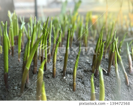 The spring garden. Lilies of the valley appear, the plantings are coming up. Spring. Lilies of the valley appear from the ground. Fresh, newly grown stems of lilies of the valley. convallaria The spring garden. Lilies of the valley appear, the plantings are coming up. Spring. Lilies of the valley appear from the ground. Fresh, newly grown stems of lilies of the valley. convallaria 139472568