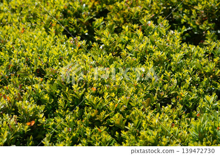 A green fence of bright small green leaves making natural background motive. 139472730
