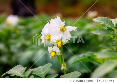 White flowers bloom on potato plants in green field during spring season. 139472864