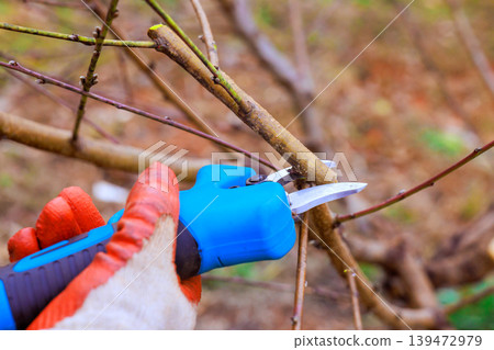Gardener cuts branches off plants with pruning shears in yard on clear spring day while wearing gloves. 139472979
