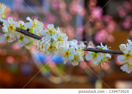 Plum branch with white flowers extends into view while other blooming trees in spring. Plum branch with white flowers extends into view while other blooming trees in spring. 139473028