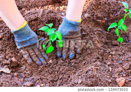 Two hands wearing gloves place small green pepper plants into loose soil in garden setting Two hands wearing gloves place small green pepper plants into loose soil in garden setting 139473033