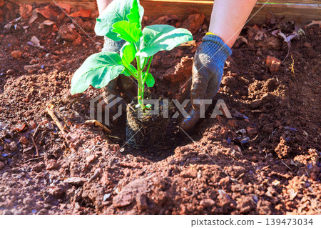 Gardener uses hands to place young eggplant plant into ground, preparing for growth at garden. Gardener uses hands to place young eggplant plant into ground, preparing for growth at garden. 139473034