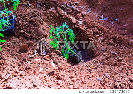 Garden worker is planting small tomato seedling into ground with brown soil around it during springtime. Garden worker is planting small tomato seedling into ground with brown soil around it during springtime. 139473035