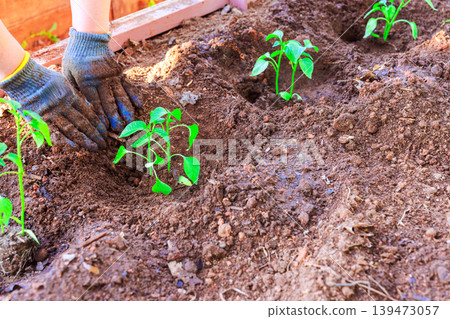 Person plants young vegetable pepper seedlings in garden bed in backyard Person plants young vegetable pepper seedlings in garden bed in backyard 139473057