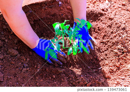 Hands plant young tomato seedling into brown soil under sunlight in garden Hands plant young tomato seedling into brown soil under sunlight in garden 139473061