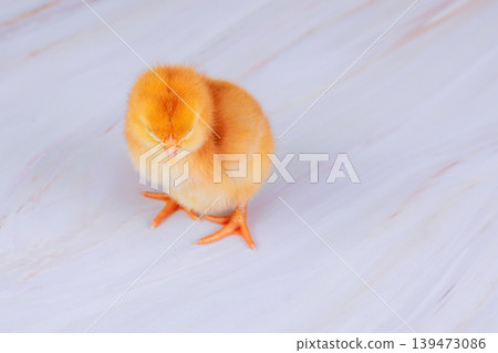 Small yellow chick stands on smooth light colored surface it appears curious while looking around area. Small yellow chick stands on smooth light colored surface it appears curious while looking around area. 139473086