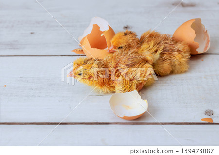 Two newborn chicks are breaking free from their eggshells on light wooden surface Two newborn chicks are breaking free from their eggshells on light wooden surface 139473087