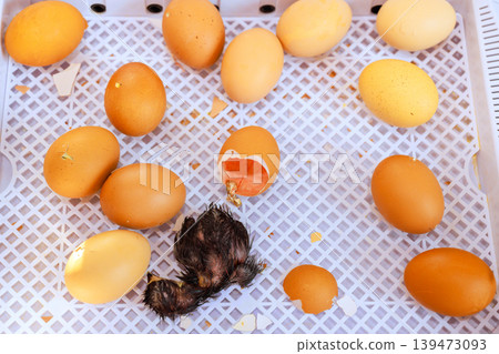 Chick breaks free from its egg while others remain in an incubator at farm. Chick breaks free from its egg while others remain in an incubator at farm. 139473093