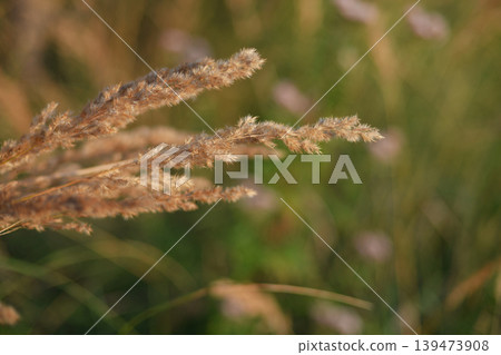 Fuzzy meadow dry grass panicles backlit with sunlight and vibrant bokeh Fuzzy meadow dry grass panicles backlit with sunlight and vibrant bokeh 139473908