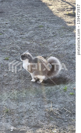 Fluffy grey and white cat sitting on dry ground in a garden with a dug hole behind it on a sunny day. Concept of domestic animal behavior in nature 139473937