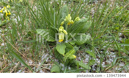 Top view of blooming yellow primrose plant surrounded by green grass and white hail pellets on the ground after storm. Concept of nature resilience and weather changes Top view of blooming yellow primrose plant surrounded by green grass and white hail pellets on the ground after storm. Concept of nature resilience and weather changes 139473944